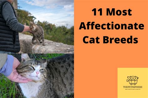 The Most Affectionate Cat Breeds The Pet S Sphere