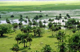 Flora Y Ecosistemas De Venezuela Los Palmares