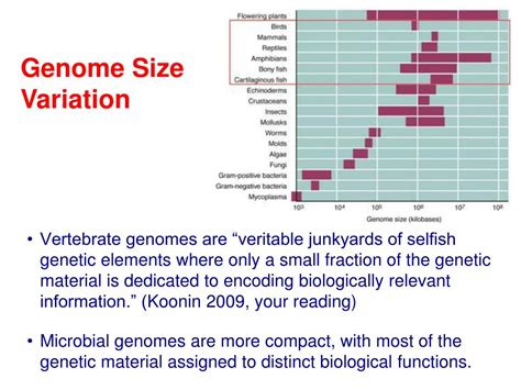 PPT - Genome Evolution PowerPoint Presentation, free download - ID:2584527