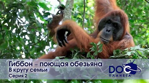 Гиббон - поющая обезьяна - Фильм 2. В кругу семьи - Документальный ...
