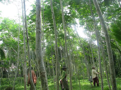 Albasia Dijual Tanaman Albasia Sengon Albazia