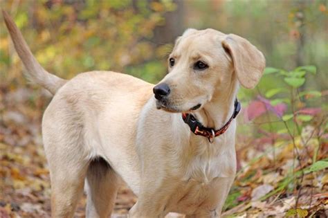 Information About the Really Rare Weimaraner-Lab Mix (Labmaraner)