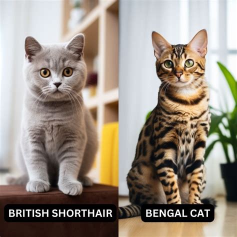 British Shorthair Breed Vs Bengal Cat: A Detailed Comparison To Help ...