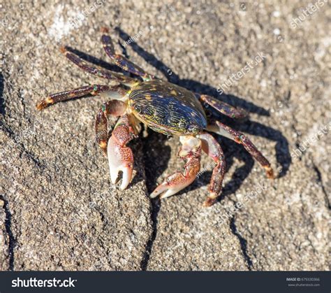 Striped Lined Shore Crab Half Moon Stock Photo 679330366 Shutterstock