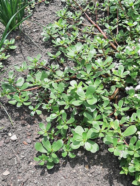 Common Purslane Drought Survivor Umn Extension