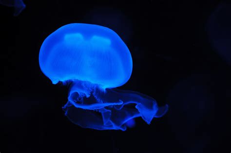 Blue Jellyfish HD wallpaper | Wallpaper Flare