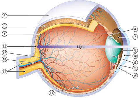 The Eye Labeling Diagram Quizlet