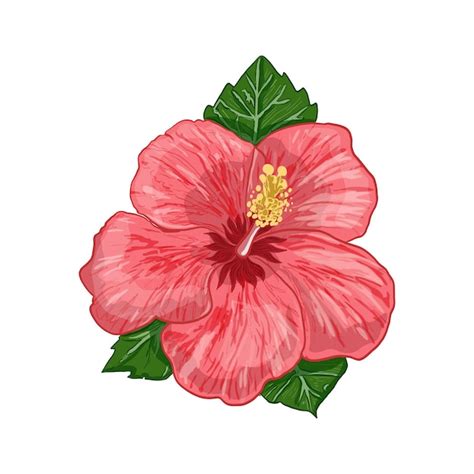 Ilustración de vector de una planta de hibisco flores y hojas de una