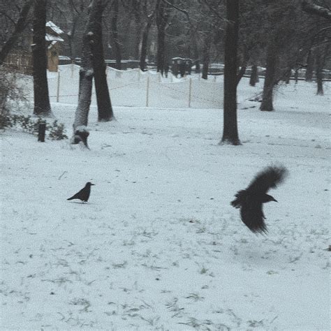 Ніколассон