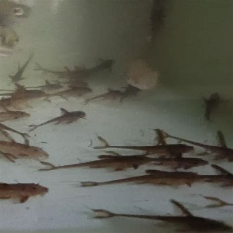 Jual Ikan Pembersih Kaca Red Lizard Indukan Pair Sepasang Pengiriman