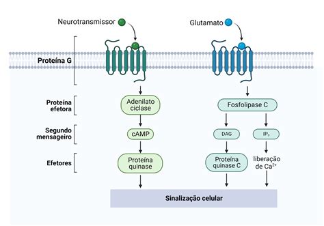 Proteína G o que é e quais são os tipos Cursau Educação Blog