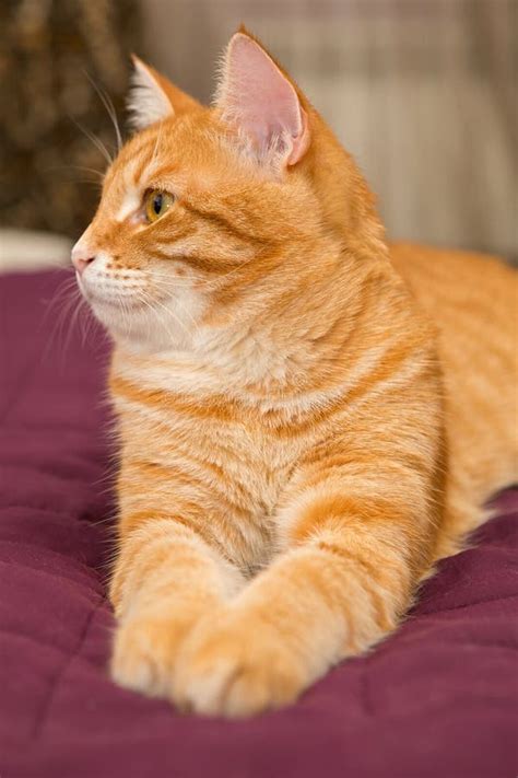 Big Orange Cat Stock Image Image Of Whisker Mammals 45156761