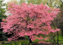 Missouri State Tree (Arboreal Emblem): Flowering Dogwood