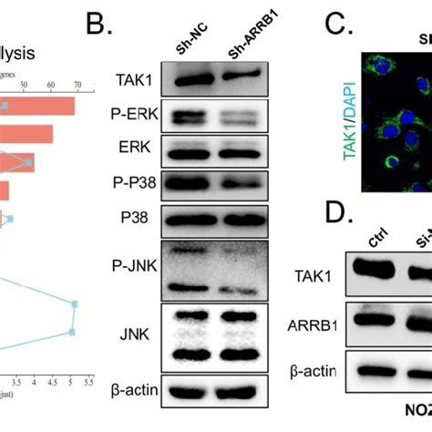 Loss Of Arrb Restrained Tak And Attenuated Pathway Activity In Gbc