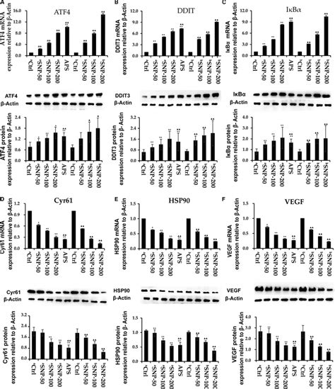 Effect Of SNP On The MRNA And Protein Expression Levels Of Activating