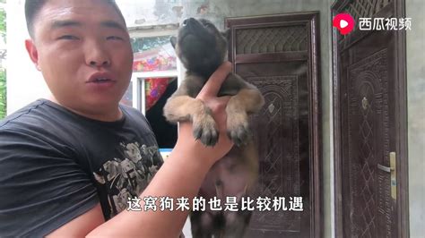 小丁去狗市路上偶遇一窝马犬，400元一只全部拿下，值不值大家说 Youtube