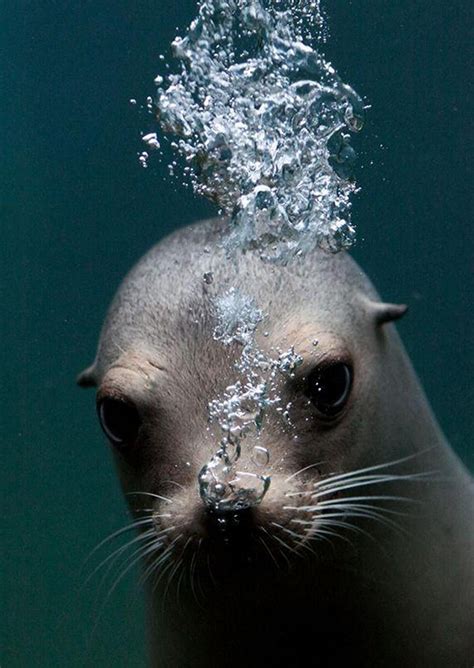 Photographer On Twitter Tiere Ausgestopftes Tier Meerestiere