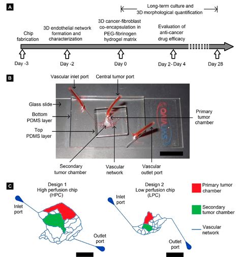 Figure From Biomimetic Microfluidic Platforms For The Assessment Of