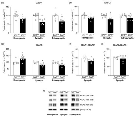 Biomolecules Free Full Text Dysregulation Of Ampa Receptor