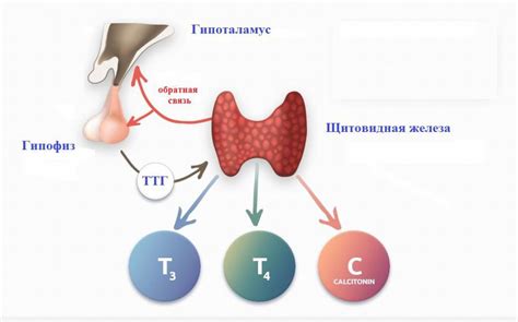 Норма гормонов щитовидной железы у женщин (таблица)