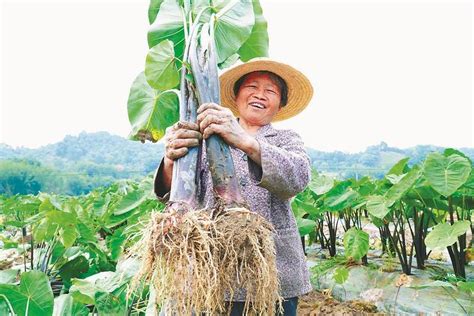 芋子价格比往年翻一番 永定“六月红”今年格外红 东南网 福建官方新闻门户