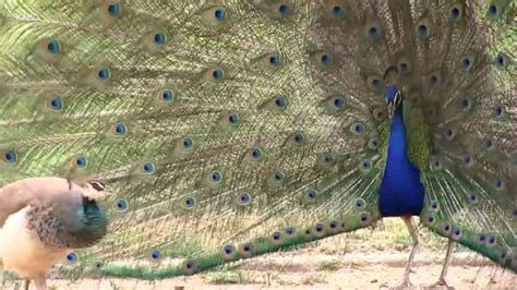 Video Los Angeles Countys Peacock Problem Abc News