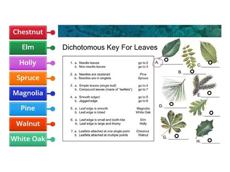 Plant Dichotomous Key Labelled Diagram