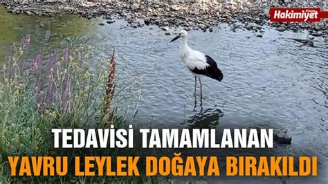 Tedavisi Tamamlanan Yavru Leylek Do Aya B Rak Ld