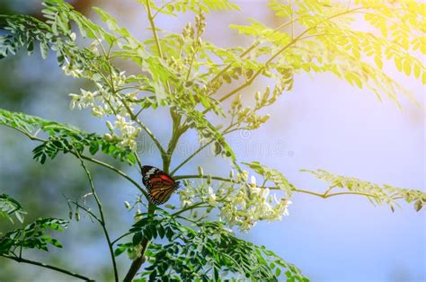 Moringa Oleifera Lam With Butterfly Stock Photo Image Of Lute Iron