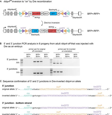 Cre Lox Regulated Conditional Rescue And Inactivation With Zebrafish