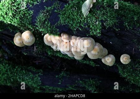 Kuehneromyces Mutabilis Also Called Synonym Pholiota Mutabilis