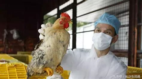 湖南確診一例人感染h5n6病例，這些事情湖南人你一定要知道！ 每日頭條