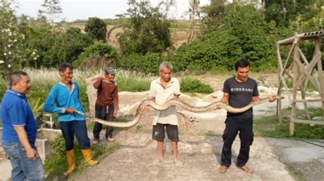 Warga Rangkasbitung Lebak Tangkap Ular Sanca Ditemukan Saat Bersihkan