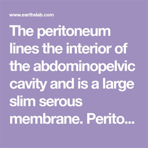 The Peritoneum Lines The Interior Of The Abdominopelvic Cavity And Is A