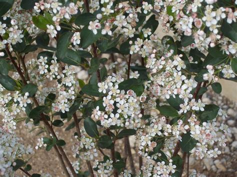 Autumn Magic Chokeberry Wilson Nurseries