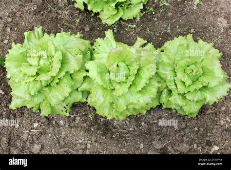 Batavia Lettuce Growing In A Polytunnel Stock Photo Alamy