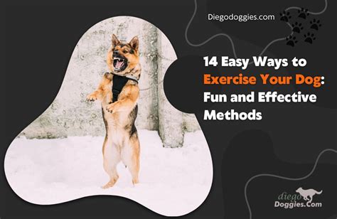 14 Easy Ways To Exercise Your Dog Fun And Effective Methods