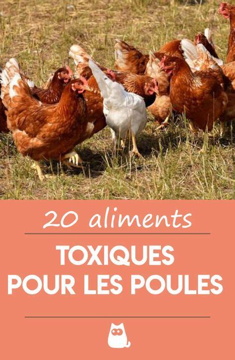 Aliments Toxiques Pour Les Poules Nourriture De La Poule