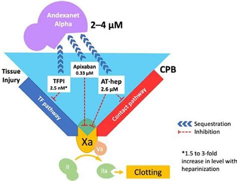 Schemata Of The Interactions Of Andexanet Alfa With Apixaban Tissue