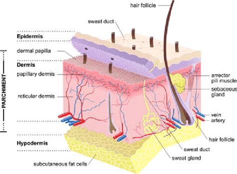 Structure Of Mammalian Skin And The Layers Typically Present In