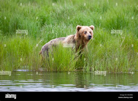 Brown Bear By Brooks River Katmai National Park Alaska Usa Stock