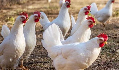 Las Mejores Razas De Gallinas Ponedoras De Huevos Blancos Gallinas