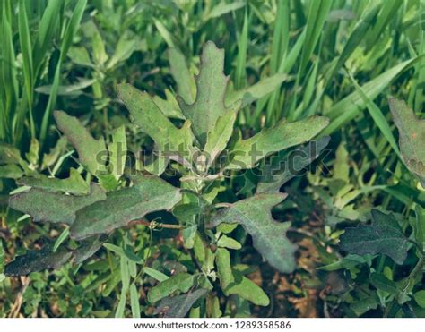 Bathua Leaves Filled Many Nutritional Qualities Stock Photo (Edit Now ...