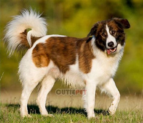 Aidi Dog popularity, price, lifespan, origin, colors, temperament