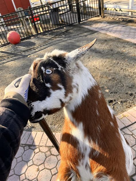 First Kid On My Land 2 Weeks Old Looking Forward To Grow My Goat