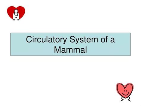 Ppt Circulatory System Of A Mammal Powerpoint Presentation Free