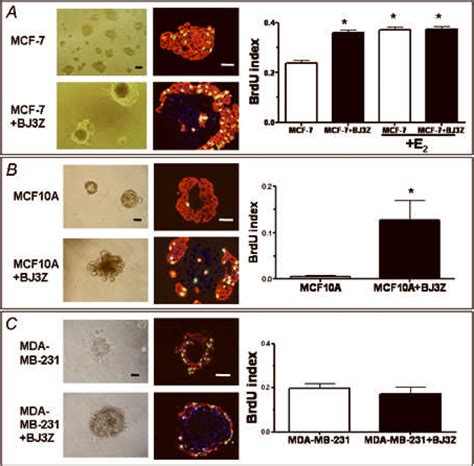 BJ3Z Cells Enhance Proliferation Of MCF 7 And MCF10A But Not MDA MB 231