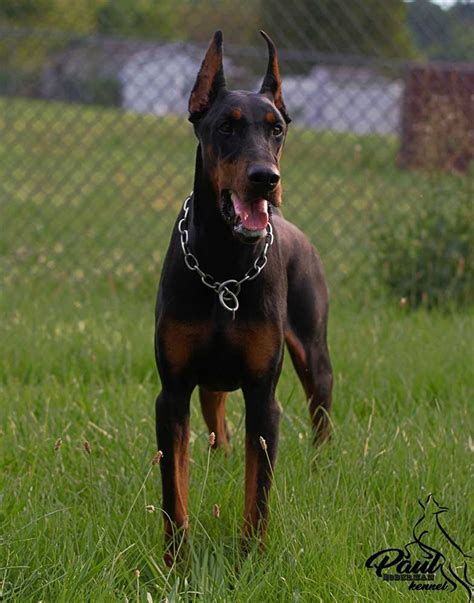 European Doberman Puppy Ear Cropping Paul Doberman Kennel