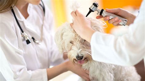 How Much Does A Vet Charge For Dog Ear Infection