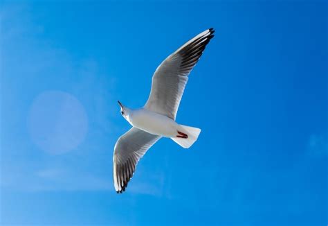 Premium Photo Seagull Flies Spread It39s Wings In The Sky